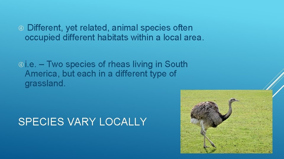  Different, yet related, animal species often occupied different habitats within a local area.