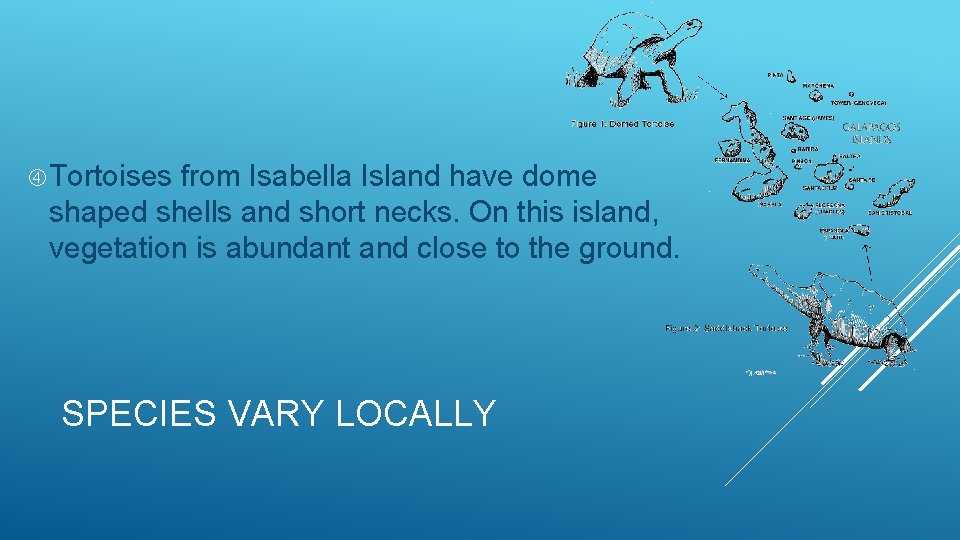  Tortoises from Isabella Island have dome shaped shells and short necks. On this