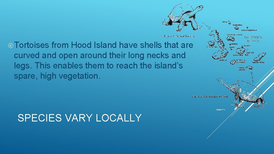  Tortoises from Hood Island have shells that are curved and open around their