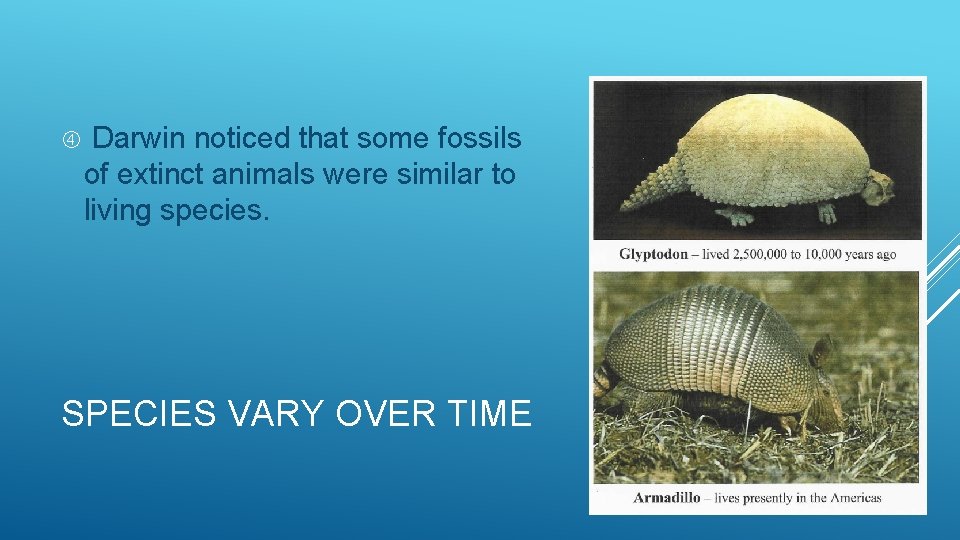  Darwin noticed that some fossils of extinct animals were similar to living species.