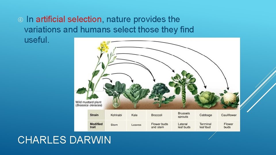 In artificial selection, nature provides the variations and humans select those they find