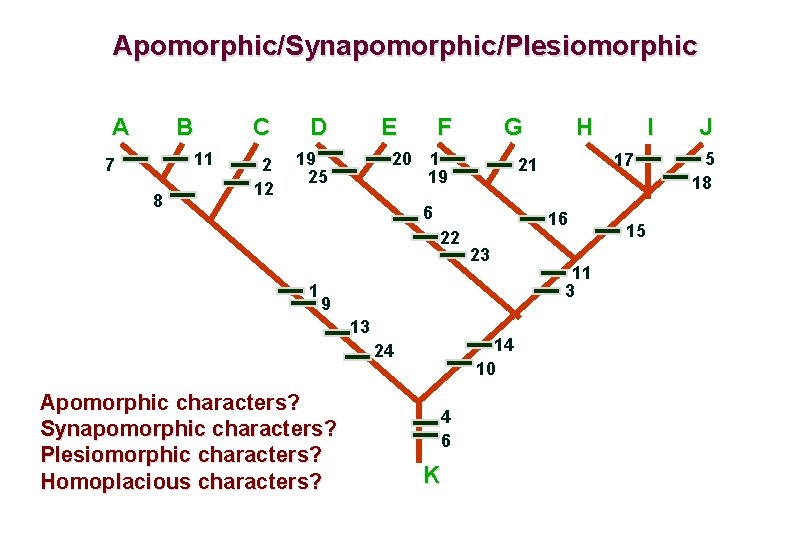 Apomorphic/Synapomorphic/Plesiomorphic A B 11 7 8 C D 2 12 19 25 E 20