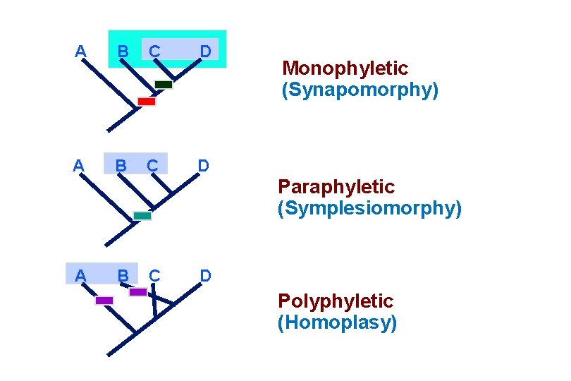 A B C D Monophyletic (Synapomorphy) Paraphyletic (Symplesiomorphy) A B C D Polyphyletic (Homoplasy)