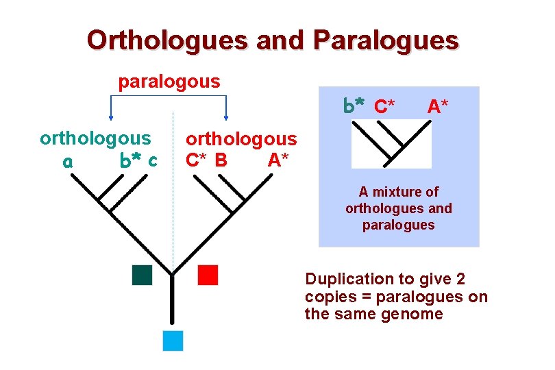 Orthologues and Paralogues paralogous orthologous a b* c b* C* A* orthologous C* B