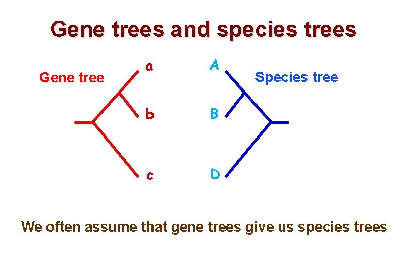 Gene trees and species trees Gene tree a A b B c D Species