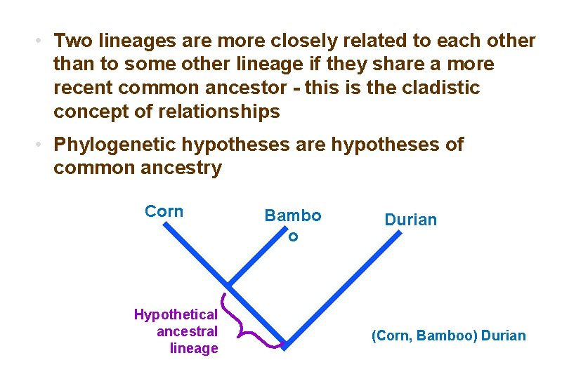  • Two lineages are more closely related to each other than to some