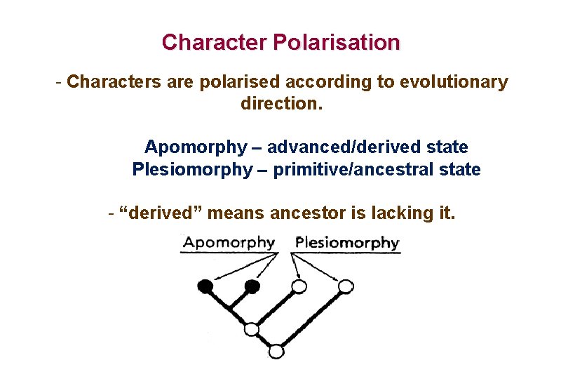 Character Polarisation - Characters are polarised according to evolutionary direction. Apomorphy – advanced/derived state