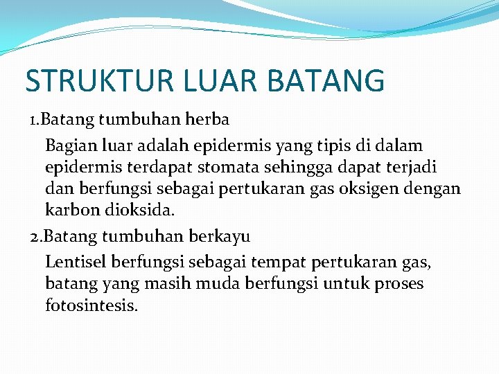 STRUKTUR LUAR BATANG 1. Batang tumbuhan herba Bagian luar adalah epidermis yang tipis di