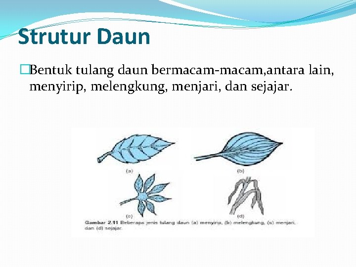 Strutur Daun �Bentuk tulang daun bermacam-macam, antara lain, menyirip, melengkung, menjari, dan sejajar. 