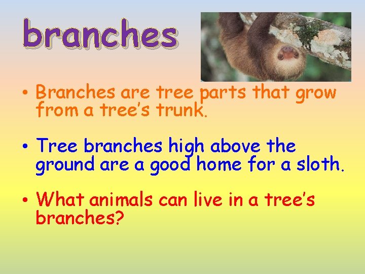 branches • Branches are tree parts that grow from a tree’s trunk. • Tree