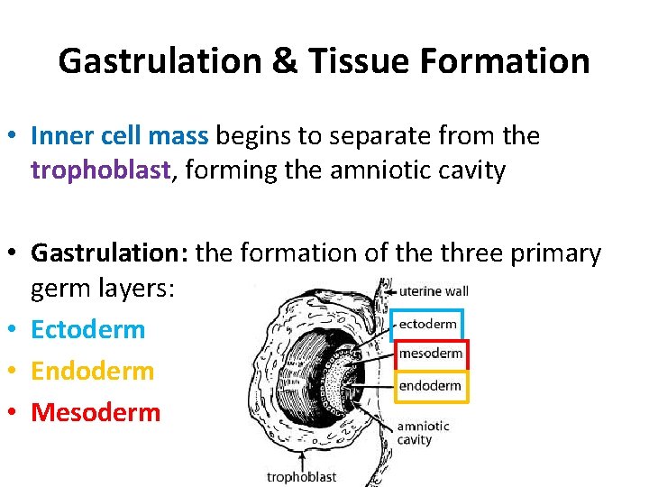 Gastrulation & Tissue Formation • Inner cell mass begins to separate from the trophoblast,