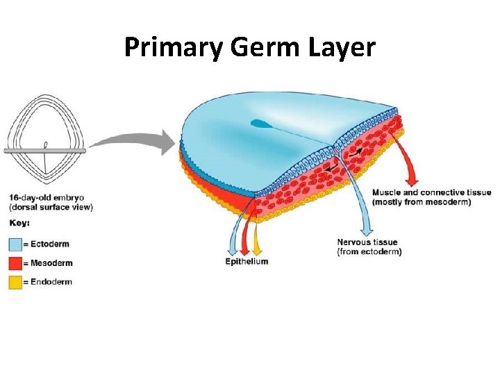 Primary Germ Layer 