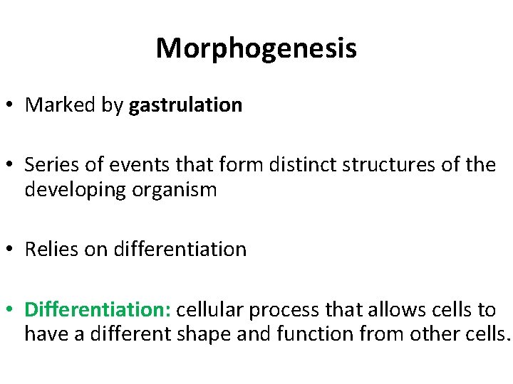 Morphogenesis • Marked by gastrulation • Series of events that form distinct structures of