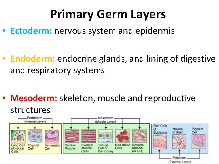 Primary Germ Layers • Ectoderm: nervous system and epidermis • Endoderm: endocrine glands, and