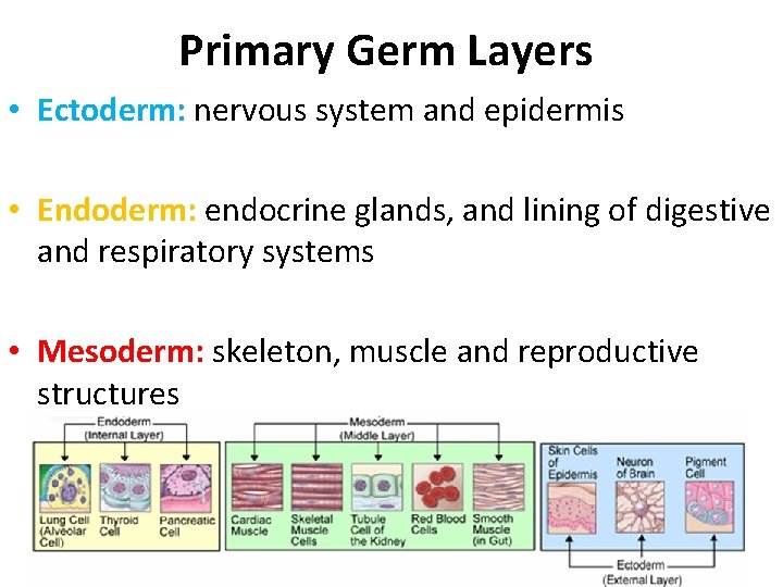 Primary Germ Layers • Ectoderm: nervous system and epidermis • Endoderm: endocrine glands, and