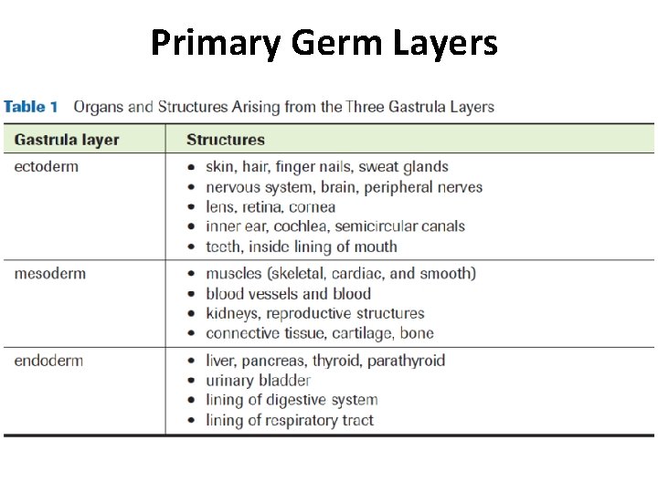 Primary Germ Layers 
