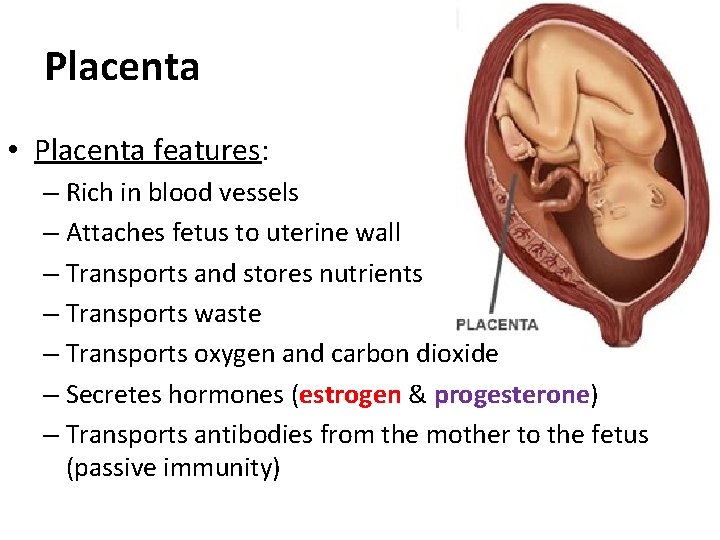 Placenta • Placenta features: – Rich in blood vessels – Attaches fetus to uterine