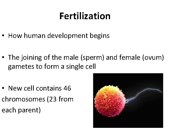 Fertilization • How human development begins • The joining of the male (sperm) and