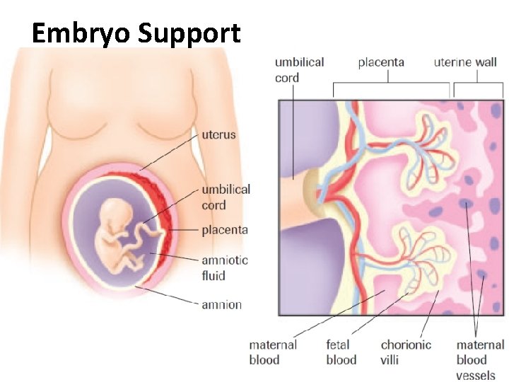 Embryo Support 
