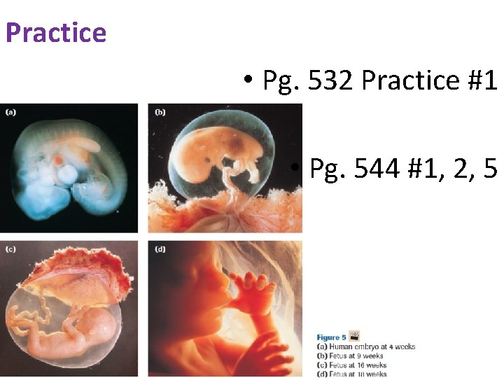 Practice • Pg. 532 Practice #1 • Pg. 544 #1, 2, 5 