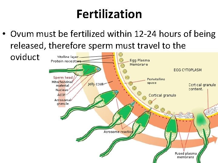 Fertilization • Ovum must be fertilized within 12 -24 hours of being released, therefore