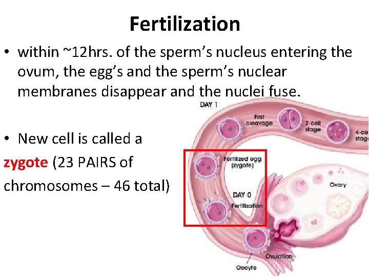 Fertilization • within ~12 hrs. of the sperm’s nucleus entering the ovum, the egg’s