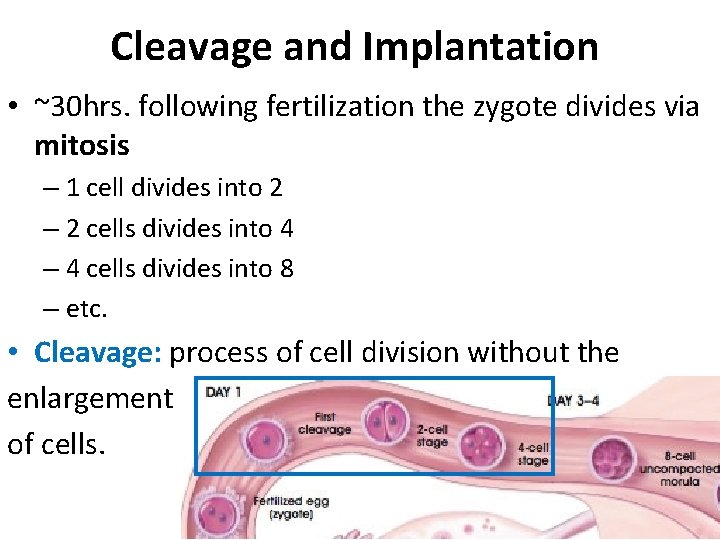 Cleavage and Implantation • ~30 hrs. following fertilization the zygote divides via mitosis –