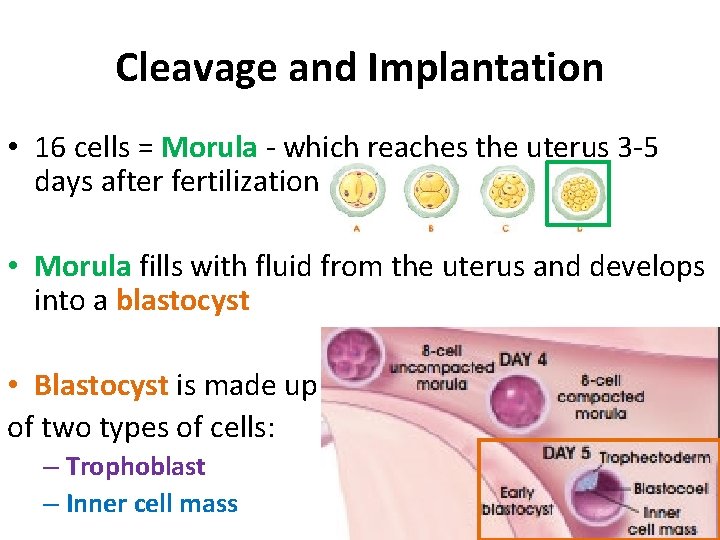 Cleavage and Implantation • 16 cells = Morula - which reaches the uterus 3