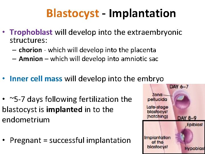 Blastocyst - Implantation • Trophoblast will develop into the extraembryonic structures: – chorion -