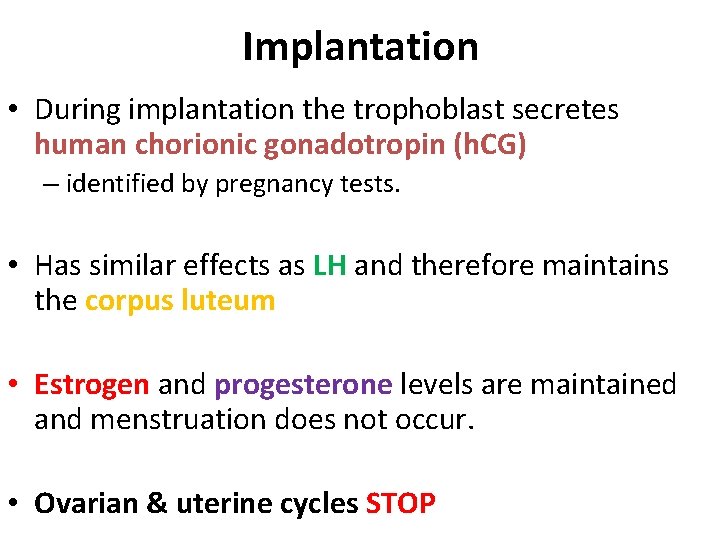 Implantation • During implantation the trophoblast secretes human chorionic gonadotropin (h. CG) – identified