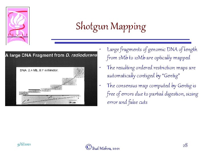 Shotgun Mapping • Large fragments of genomic DNA of length from 2 Mb to