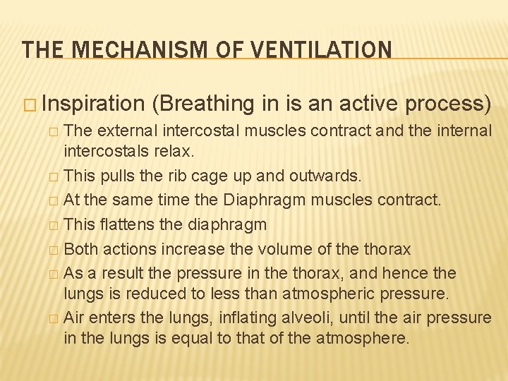 THE MECHANISM OF VENTILATION � Inspiration (Breathing in is an active process) The external