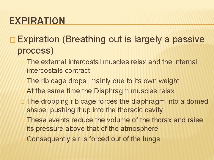 EXPIRATION � Expiration (Breathing out is largely a passive process) The external intercostal muscles