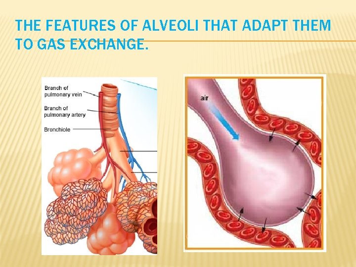 THE FEATURES OF ALVEOLI THAT ADAPT THEM TO GAS EXCHANGE. 