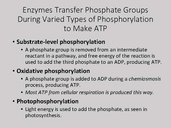 Enzymes Transfer Phosphate Groups During Varied Types of Phosphorylation to Make ATP • Substrate-level