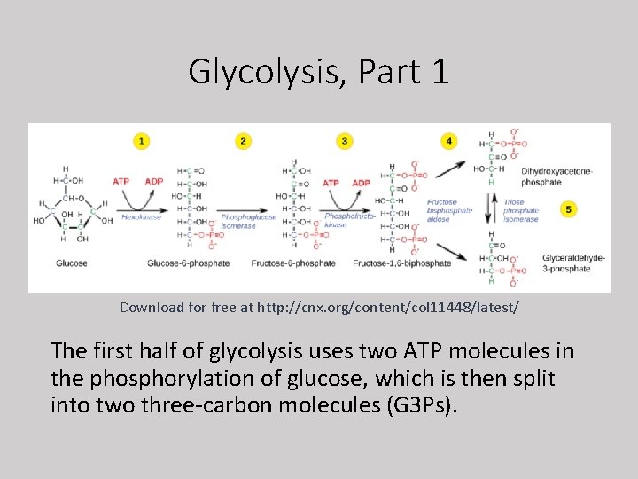 Glycolysis, Part 1 Download for free at http: //cnx. org/content/col 11448/latest/ The first half
