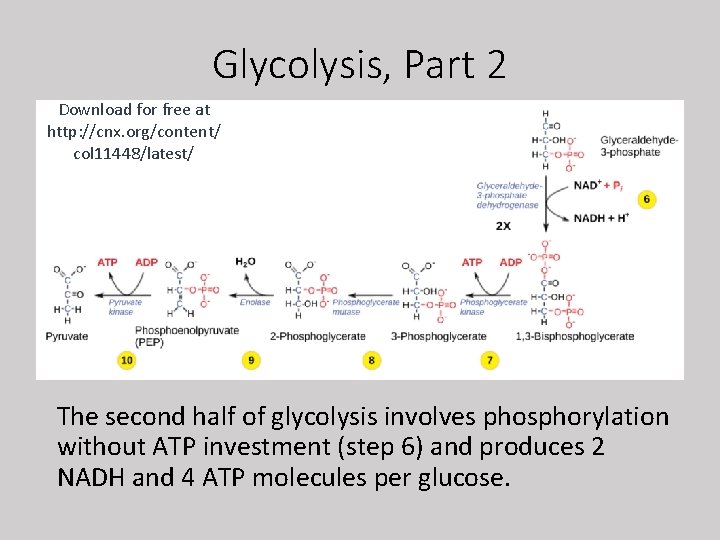 Glycolysis, Part 2 Download for free at http: //cnx. org/content/ col 11448/latest/ The second