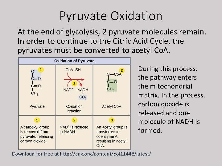 Pyruvate Oxidation At the end of glycolysis, 2 pyruvate molecules remain. In order to