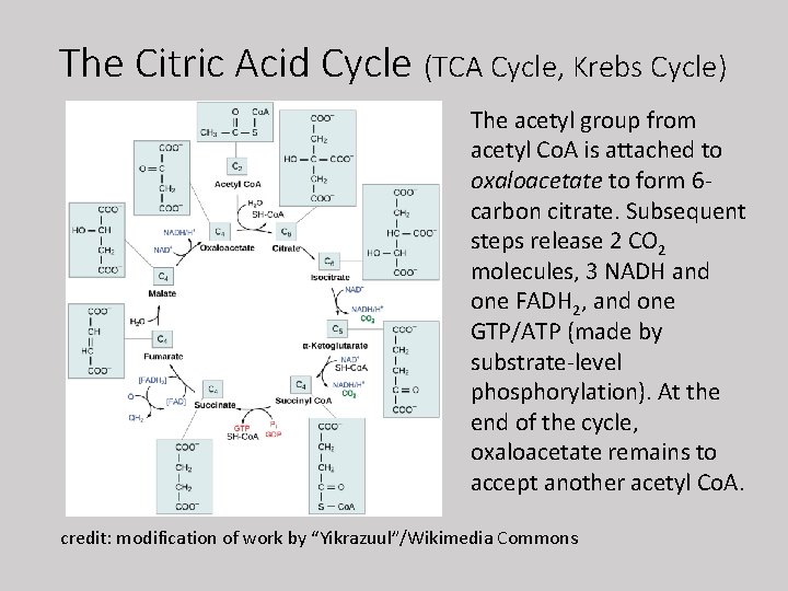 The Citric Acid Cycle (TCA Cycle, Krebs Cycle) The acetyl group from acetyl Co.