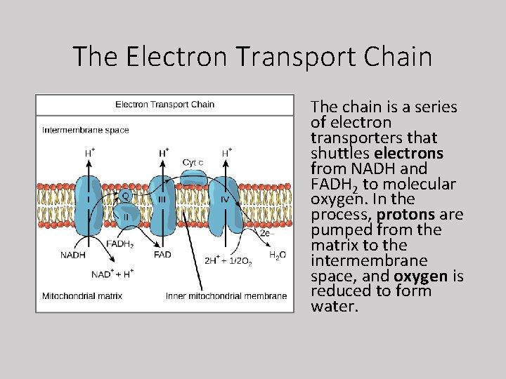 The Electron Transport Chain The chain is a series of electron transporters that shuttles