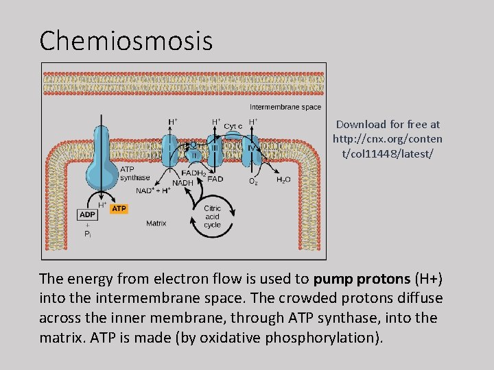 Chemiosmosis Download for free at http: //cnx. org/conten t/col 11448/latest/ The energy from electron