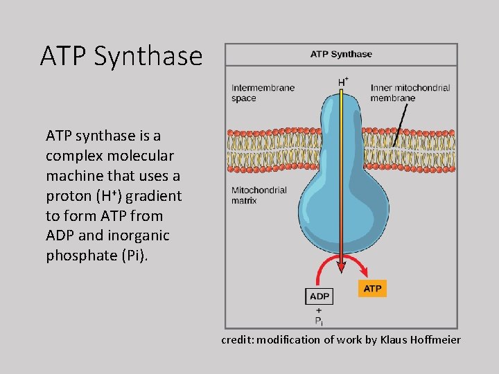 ATP Synthase ATP synthase is a complex molecular machine that uses a proton (H+)