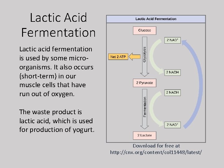 Lactic Acid Fermentation Lactic acid fermentation is used by some microorganisms. It also occurs