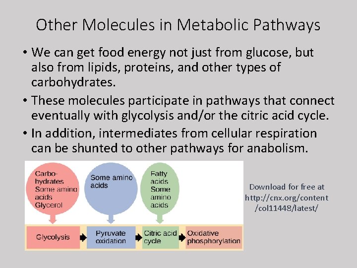 Other Molecules in Metabolic Pathways • We can get food energy not just from