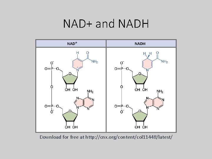 NAD+ and NADH Download for free at http: //cnx. org/content/col 11448/latest/ 