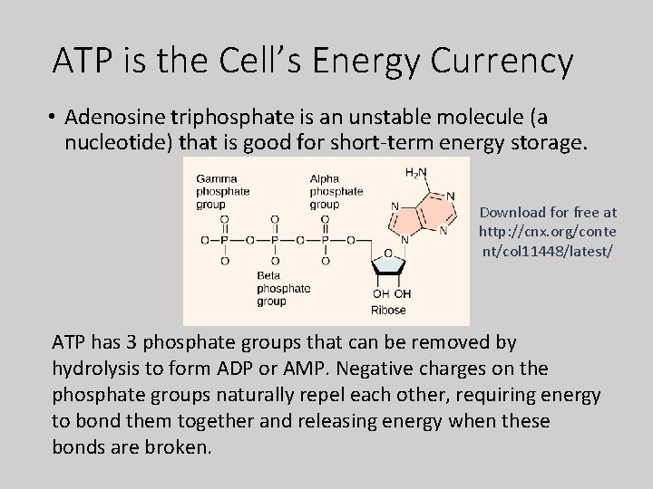 ATP is the Cell’s Energy Currency • Adenosine triphosphate is an unstable molecule (a
