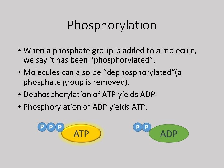 Phosphorylation • When a phosphate group is added to a molecule, we say it
