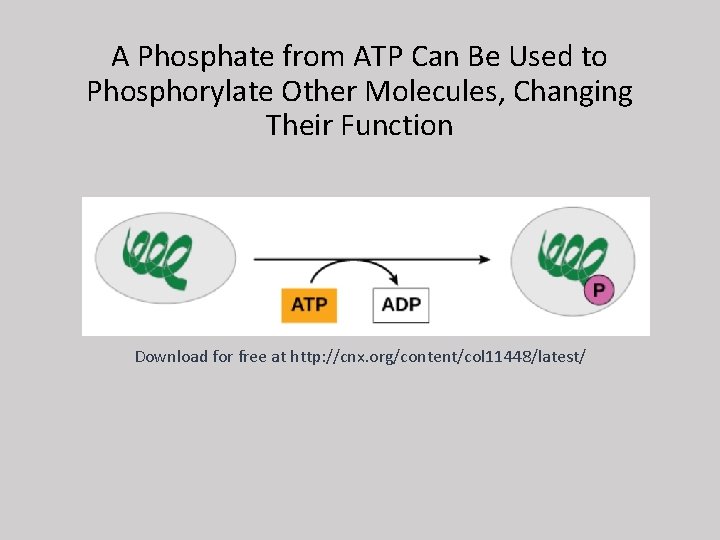A Phosphate from ATP Can Be Used to Phosphorylate Other Molecules, Changing Their Function