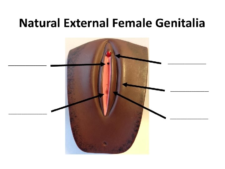 Un-cut female genitalia 