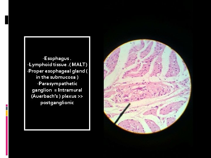 -Esophagus. -Lymphoid tissue. ( MALT) -Proper esophageal gland ( in the submucosa ) -Parasympathetic